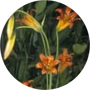 Sierra tiger lily