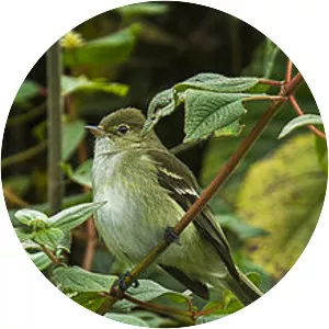 Sierran elaenia - Bird