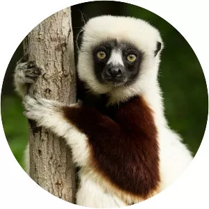 Sifakas
