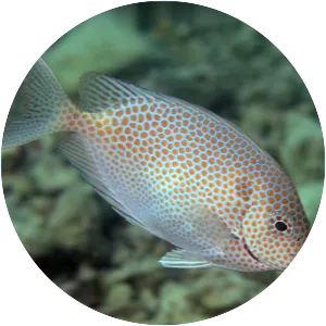 Siganidae - Fish