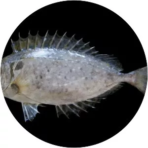 Siganus canaliculatus