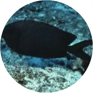 Siganus punctatissimus - 