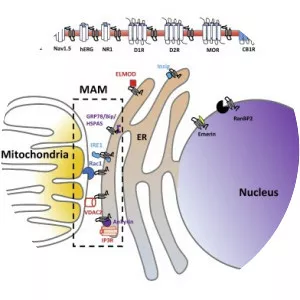 Sigma-1 receptor - Protein