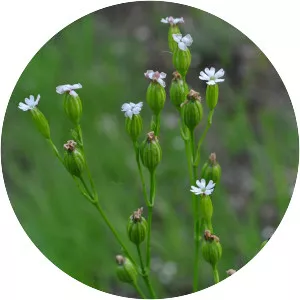 Silene antirrhina - 