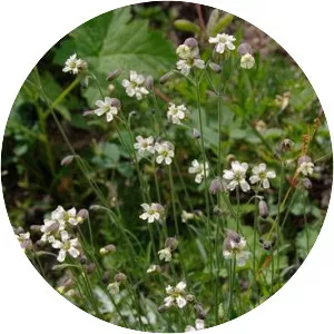 Silene douglasii - 