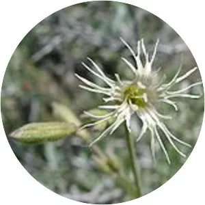Silene oregana