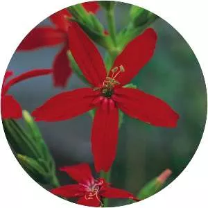 Silene regia
