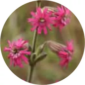 Silene scouleri
