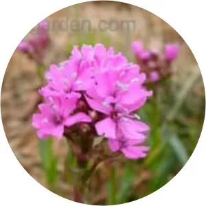 Silene suecica