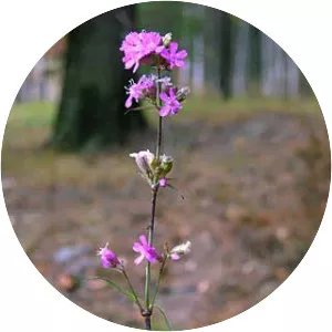 Silene viscaria