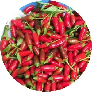 Siling labuyo - Plants