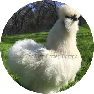 Silkie Musician - Musical artist