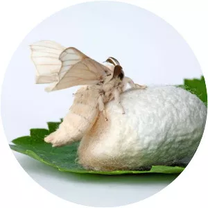 Silkworm
