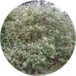 Silky dogwood - Plants