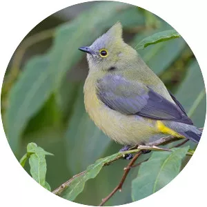 Silky-flycatchers