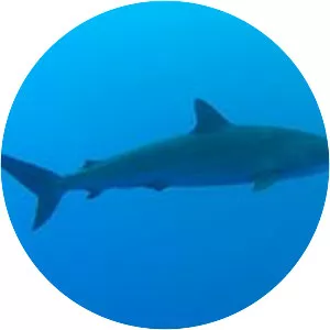 Silky shark