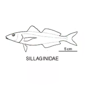 Sillaginidae - Fish