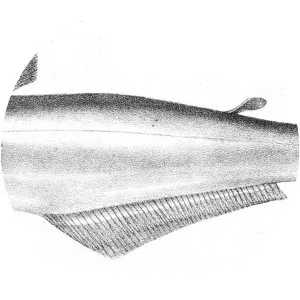 Silonia silondia