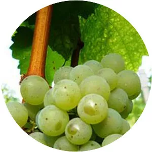 Silvaner