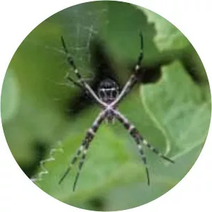 Silver argiope