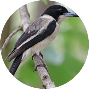 Silver-backed butcherbird - 