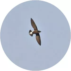 Silver-backed needletail