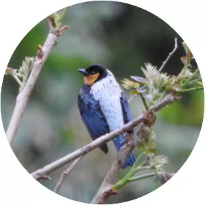 Silver-backed tanager
