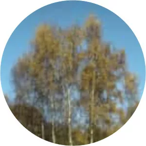 Silver birch - Plants