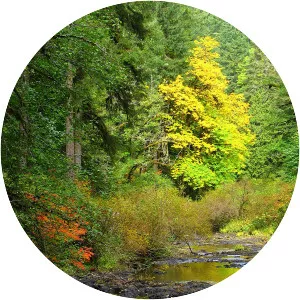 Silver Creek - Stream in Oregon