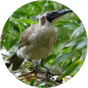 Silver-crowned friarbird - Birds