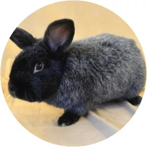 Silver Fox rabbit