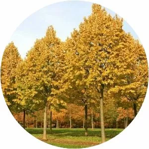 Silver Linden - Plants