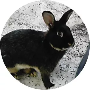 Silver Marten rabbit