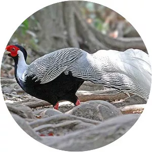 Silver pheasant