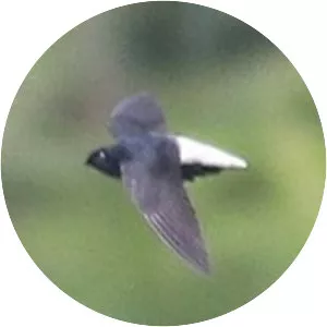 Silver-rumped spinetail - 