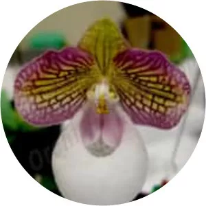 Silver slipper orchid
