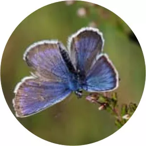 Silver-studded blue