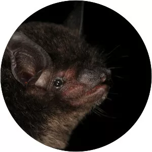 Silver-tipped myotis