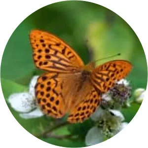 Silver-washed fritillary