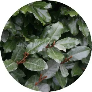 Silverberry - Plants
