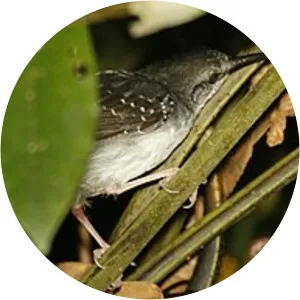 Silvered antbird
