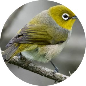 Silvereye - Birds