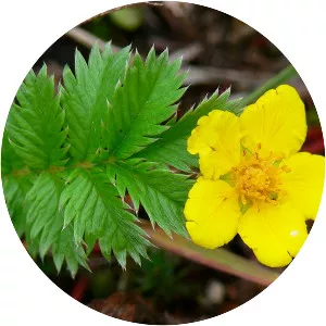 Silverweed - Plants