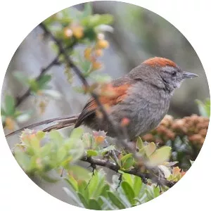 Silvery-throated spinetail - Bird
