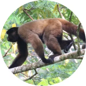 Silvery woolly monkey