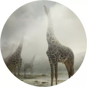 Simen Johan