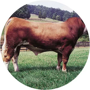 Simmental cattle - Cattle breed