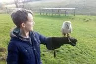 Simon Tebbutt Falconry - 