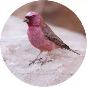 Sinai rosefinch - Bird