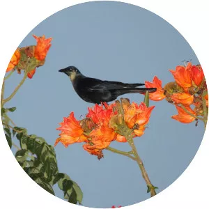 Sinaloa crow - Bird